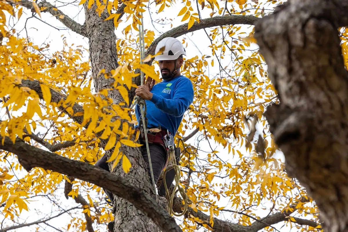 Skilled Tree Trimming crew working in Amherst