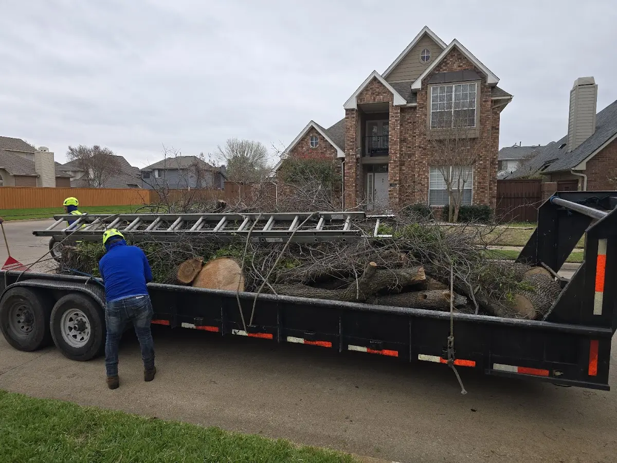 Expert Tree Pest Control with proper safety equipment in Amherst